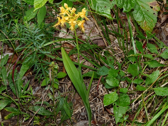 {Platanthera ciliaris}